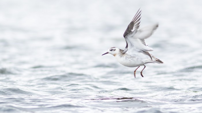 Grey Phalarope