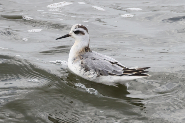 Grey Phalarope