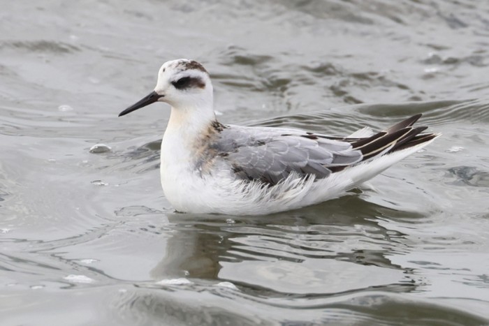 Grey Phalarope