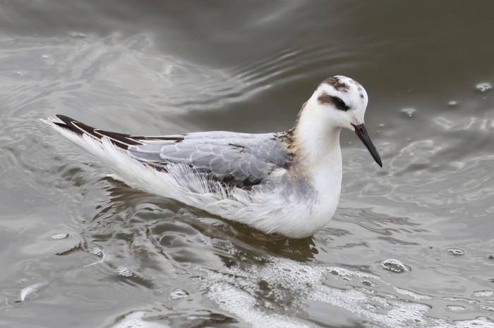 Grey Phalarope