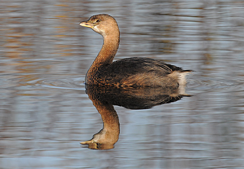 Pied-billed Grebe