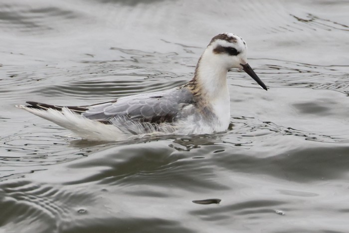 Grey Phalarope