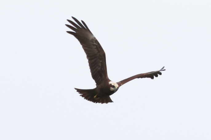 Marsh Harrier