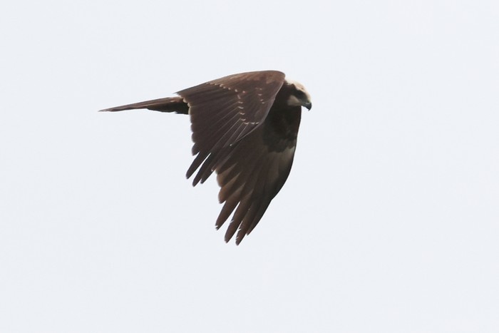 Marsh Harrier