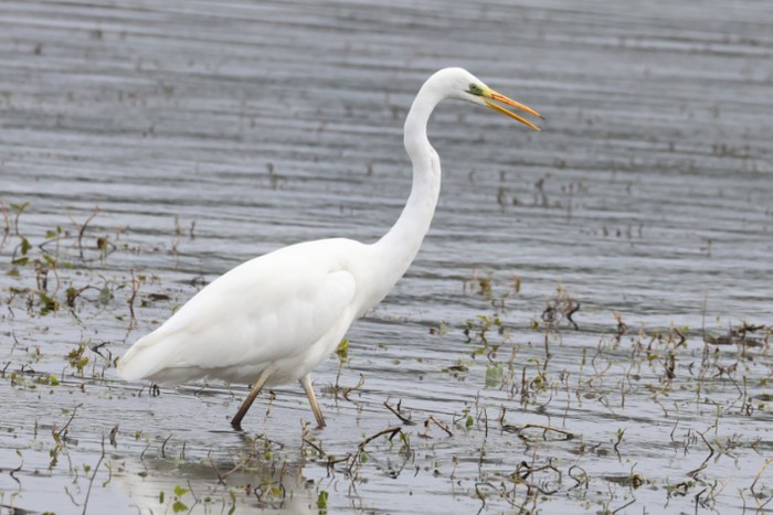 Great White Egret