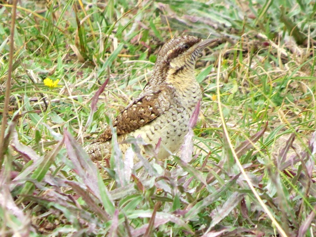Wryneck