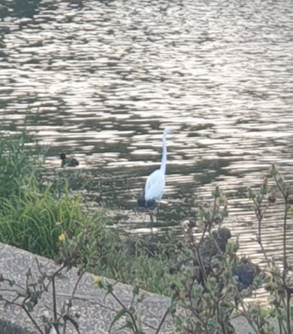 Great White Egret