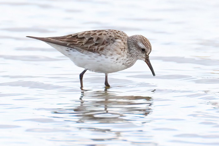 White-rumped Sandpiper