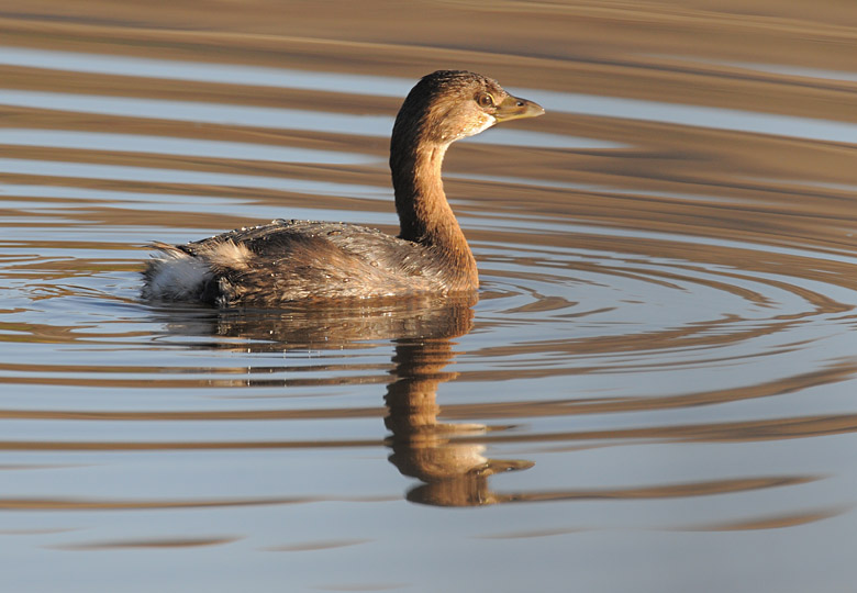Pied-billed Grebe