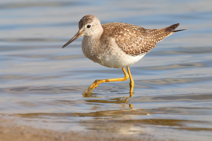 Lesser Yellowlegs