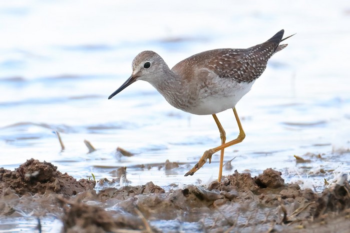 Lesser Yellowlegs