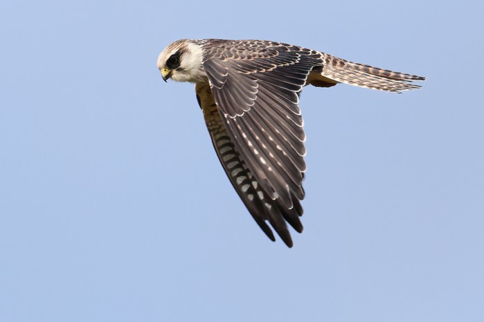 Red-footed Falcon
