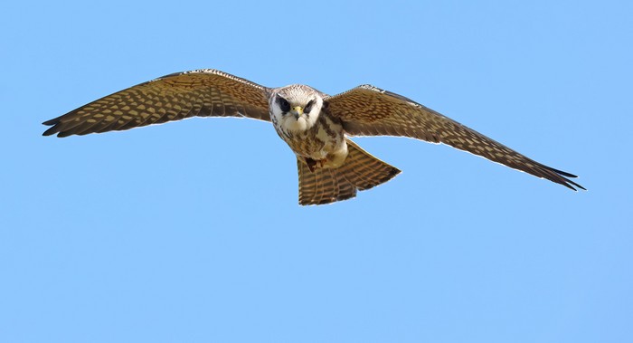 Red-footed Falcon