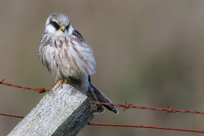 Red-footed Falcon
