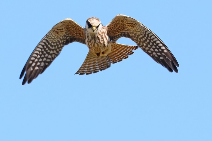 Red-footed Falcon