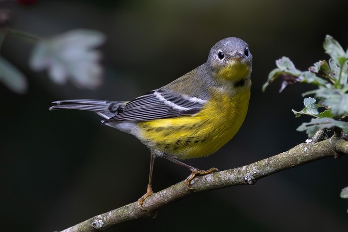 Magnolia Warbler