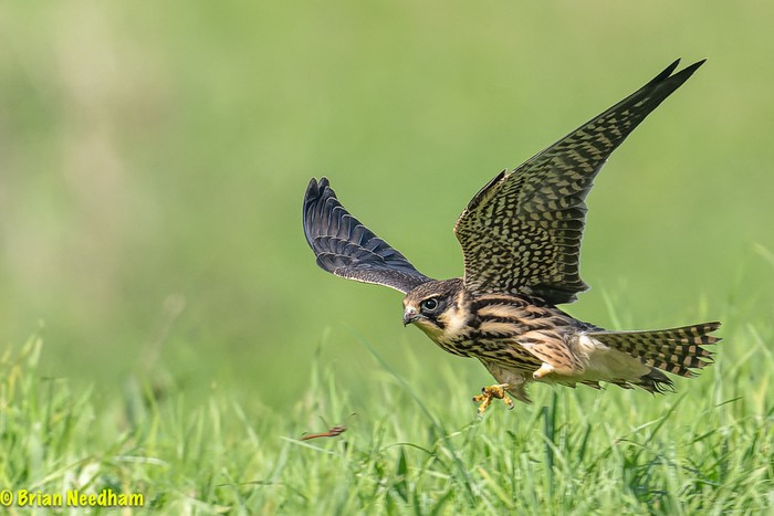 hobby