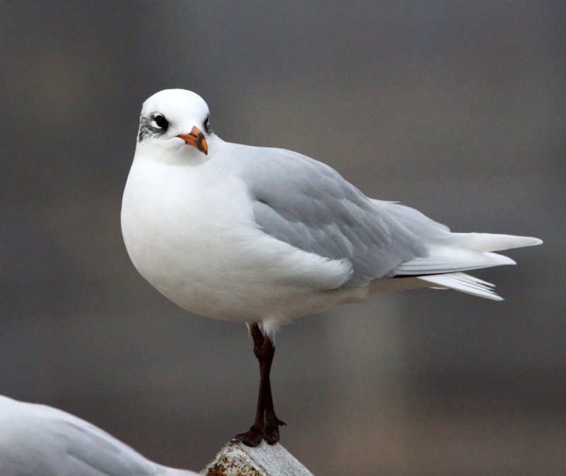 Mediterranean Gull