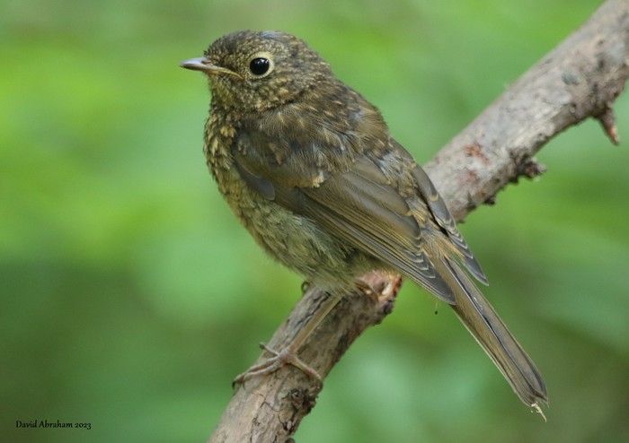 Robin 