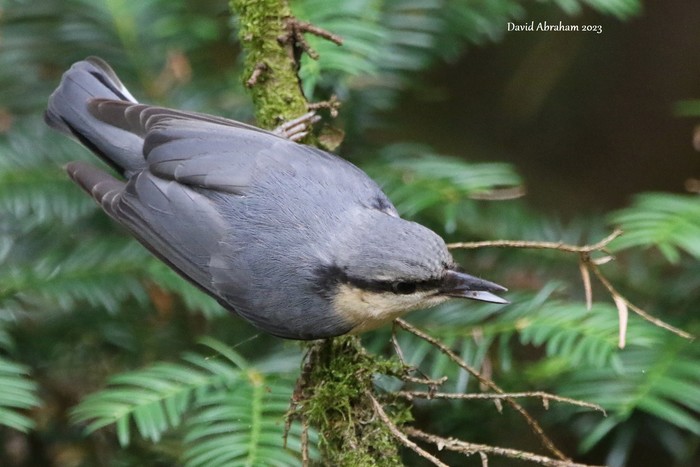Nuthatch 