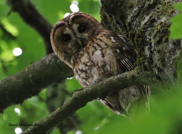 Tawny Owl 