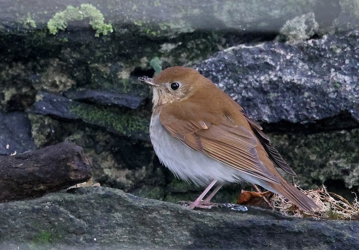 Veery