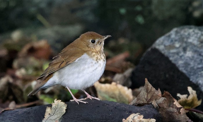 Veery