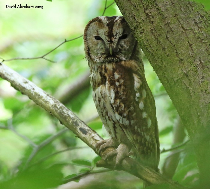 Tawny Owl 
