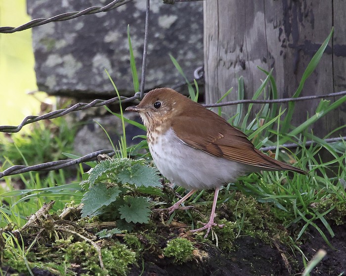 Veery