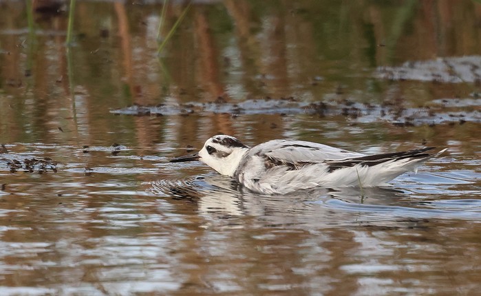 Grey Phalarope