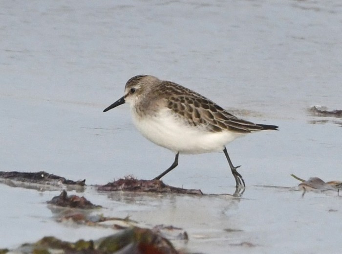 Semipalmated Sandpiper