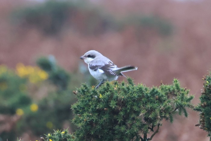 Lesser Grey Shrike