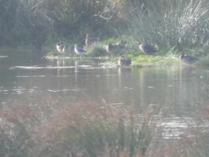 Wilson's Phalarope