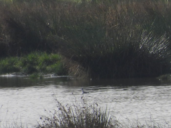 Wilson's Phalarope
