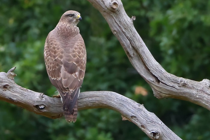 Buzzard
