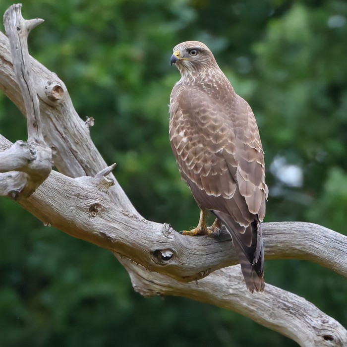Buzzard