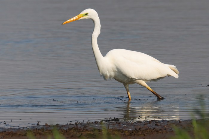 American Great White Egret