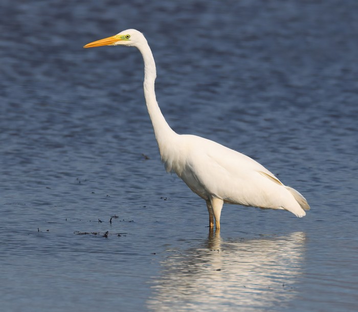 Great White Egret