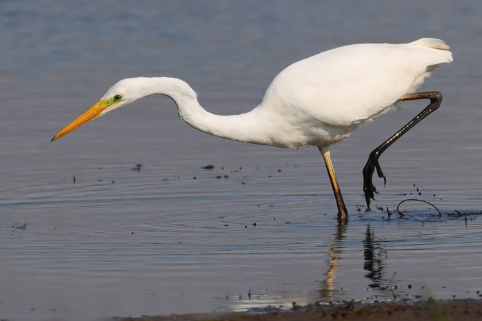 Great White Egret
