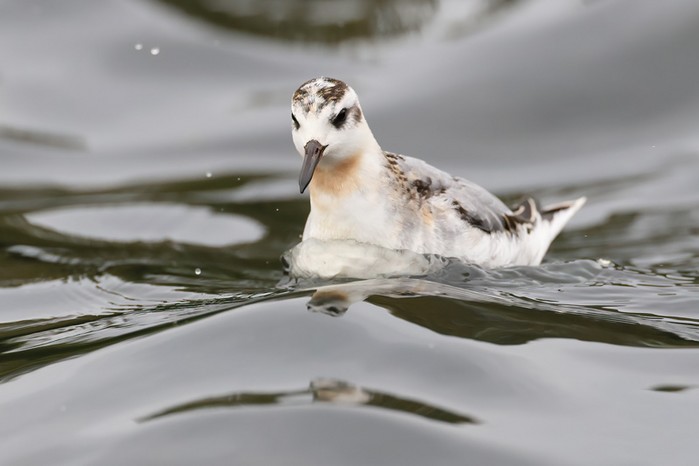 Grey Phalarope