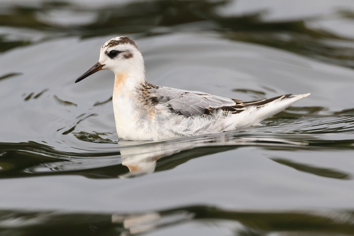 Grey Phalarope