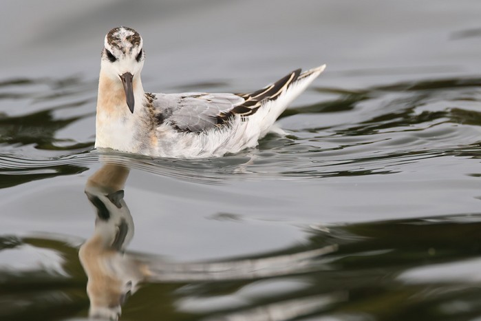 Grey Phalarope