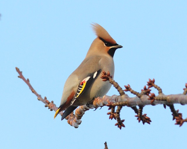 Waxwing