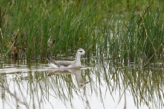 Wilson's Phalarope