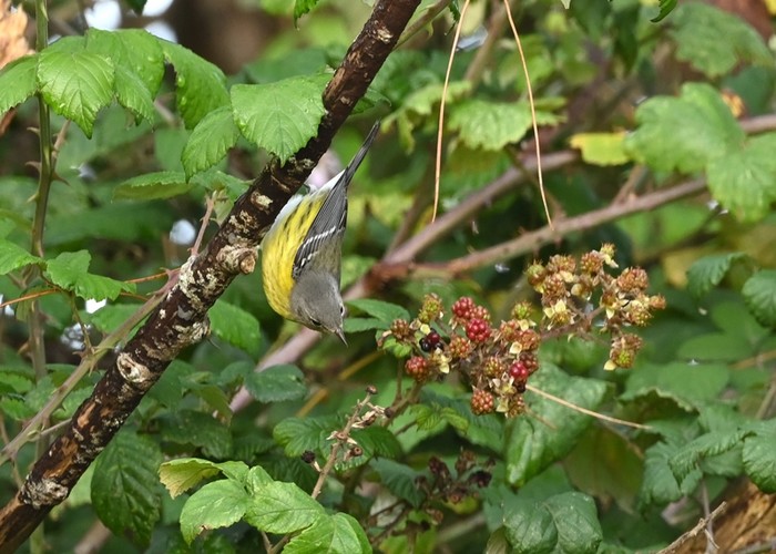 Magnolia Warbler