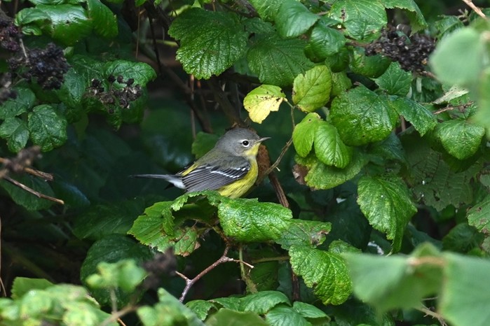 Magnolia Warbler