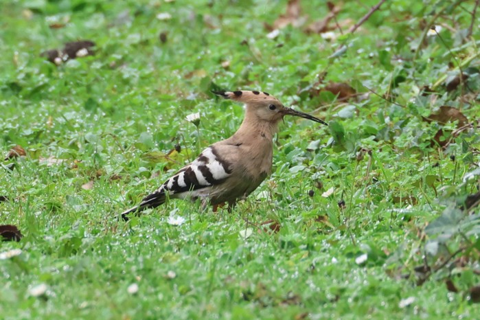 Hoopoe