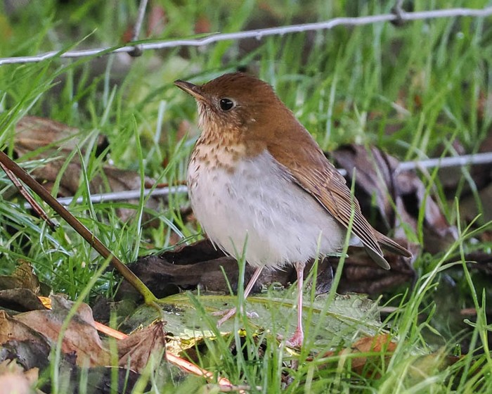 Veery