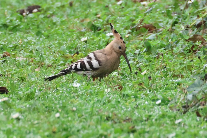 Hoopoe