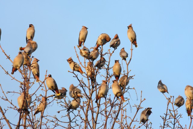 Waxwing
